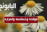  فوائد واضرار البابونج واهم خصائصه