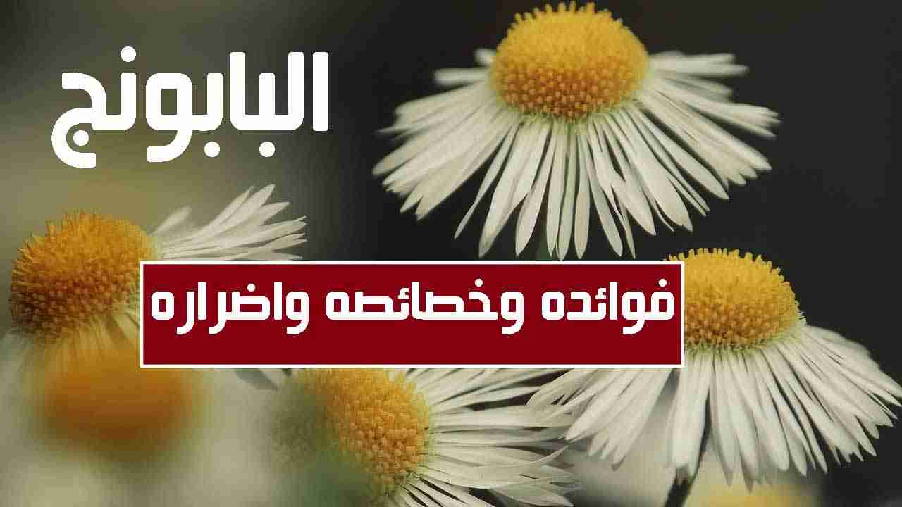  فوائد واضرار البابونج واهم خصائصه